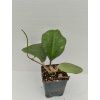 Hoya loyceandrewsiana (VR)