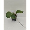 Hoya loyceandrewsiana (VR)