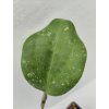 Hoya loyceandrewsiana (VR)