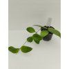 Hoya aldrichii IML 1418 (VR)