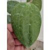 Hoya glabra (Borneo) (ZR)