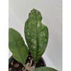 Hoya finlaysonii (big leaf) (ZR)