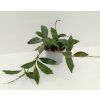 Hoya burtoniae (ST)