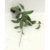 Hoya burtoniae (ST)