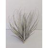 Tillandsia piniformis