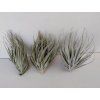 Tillandsia piniformis