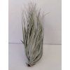 Tillandsia piniformis