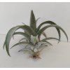 Tillandsia spiraliflora