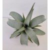 Tillandsia spiraliflora