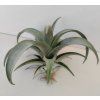Tillandsia spiraliflora