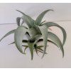 Tillandsia spiraliflora