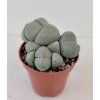 Pleiospilos nellii (trs)