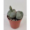 Pleiospilos nellii (trs)