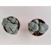 Pleiospilos nellii (trs)
