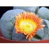Pleiospilos nellii (trs)