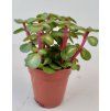Portulacaria afra 'Pink Lady'