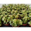 Portulacaria afra 'Pink Lady'