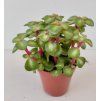 Portulacaria afra 'Pink Lady'