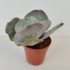 Cotyledon orbiculata 'Red Edge'