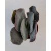 Cotyledon orbiculata 'Red Edge'