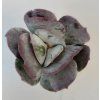 Cotyledon orbiculata 'Red Edge'