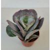 Cotyledon orbiculata 'Red Edge'