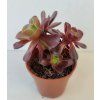Aeonium 'Velorus'