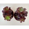 Aeonium 'Velorus'