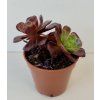 Aeonium 'Velorus'
