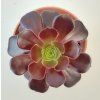 Aeonium 'Velorus' (1 růžice)