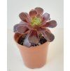 Aeonium 'Velorus' (1 růžice)