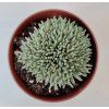 Delosperma sphalmantoides