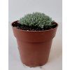 Delosperma sphalmantoides