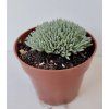 Delosperma sphalmantoides