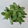 Crassula swaziensis