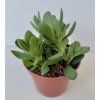 Crassula swaziensis