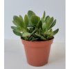 Crassula swaziensis