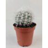 Mammilopsis senilis