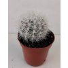 Mammilopsis senilis