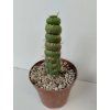Eulychnia castanea 'spiralis'