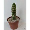 Eulychnia castanea 'spiralis'