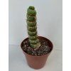 Eulychnia castanea 'spiralis'
