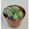 Conophytum meyerii