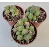 Conophytum meyerii