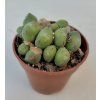 Conophytum meyerii
