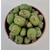 Conophytum flavum