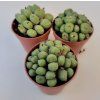 Conophytum flavum