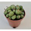 Conophytum flavum
