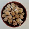 Conophytum uviforme