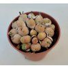 Conophytum uviforme